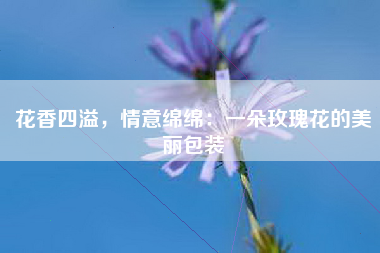 花香四溢，情意绵绵：一朵玫瑰花的美丽包装