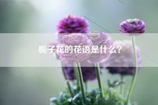 栀子花的花语是什么？