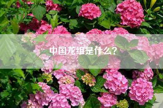 中国龙组是什么？