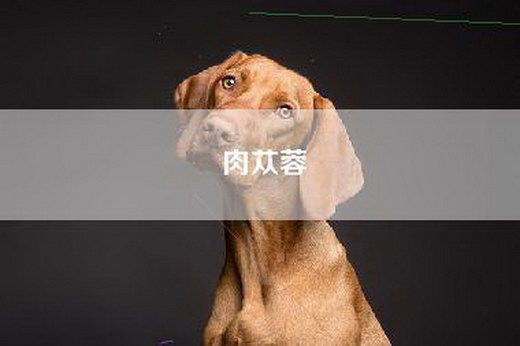 肉苁蓉