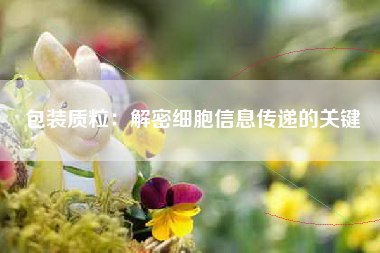 包装质粒：解密细胞信息传递的关键