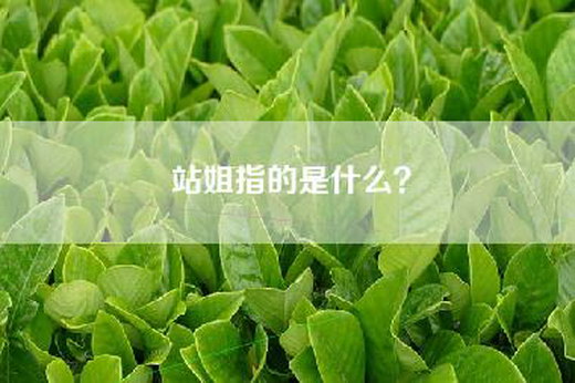 站姐指的是什么？
