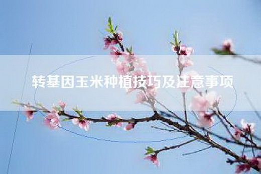 转基因玉米种植技巧及注意事项