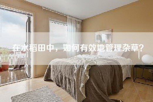 在水稻田中，如何有效地管理杂草？