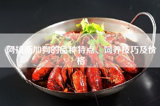 阿拉斯加狗的品种特点、饲养技巧及价格