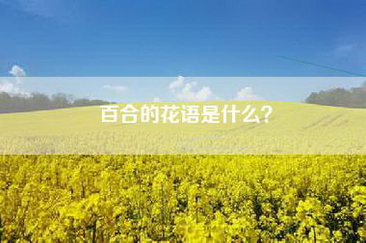 百合的花语是什么？