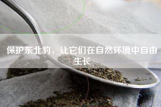 保护东北豹，让它们在自然环境中自由生长