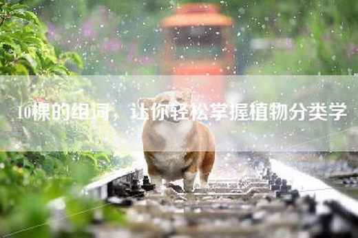10棵的组词，让你轻松掌握植物分类学