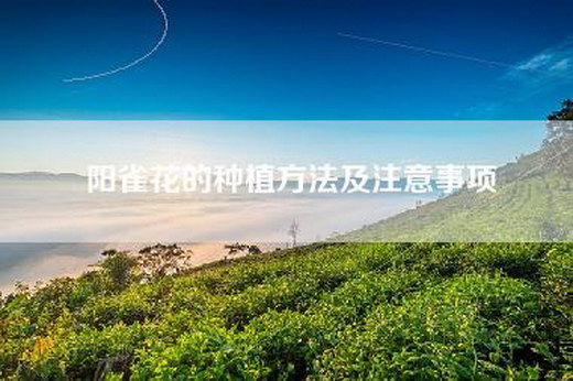 阳雀花的种植方法及注意事项