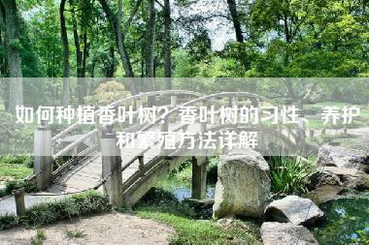 如何种植香叶树？香叶树的习性、养护和繁殖方法详解