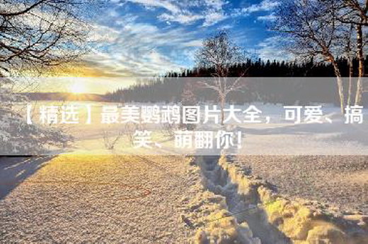 【精选】最美鹦鹉图片大全，可爱、搞笑、萌翻你！