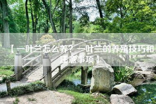 【一叶兰怎么养？一叶兰的养殖技巧和注意事项】