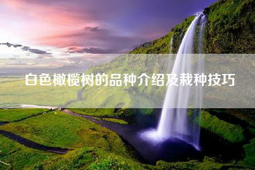 白色橄榄树的品种介绍及栽种技巧