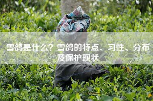 雪鸽是什么？雪鸽的特点、习性、分布及保护现状