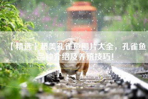 【精选】超美孔雀鱼图片大全，孔雀鱼品种介绍及养殖技巧！