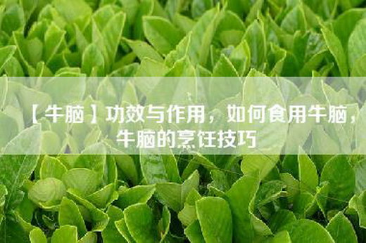 【牛脑】功效与作用，如何食用牛脑，牛脑的烹饪技巧