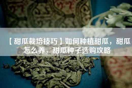 【甜瓜栽培技巧】如何种植甜瓜，甜瓜怎么养，甜瓜种子选购攻略