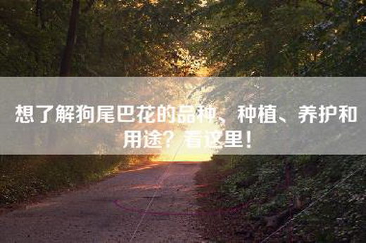 想了解狗尾巴花的品种、种植、养护和用途？看这里！