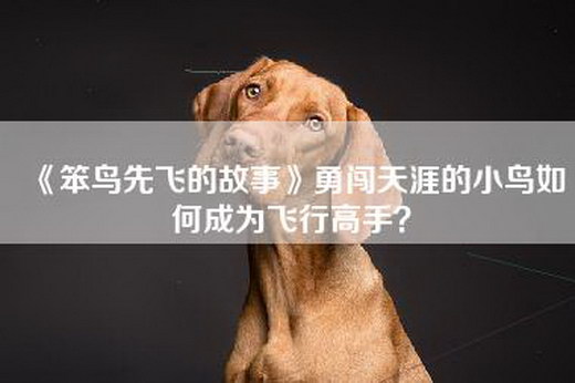 《笨鸟先飞的故事》勇闯天涯的小鸟如何成为飞行高手？