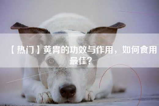 【热门】黄胄的功效与作用，如何食用最佳？