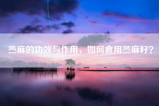 苎麻的功效与作用，如何食用苎麻籽？
