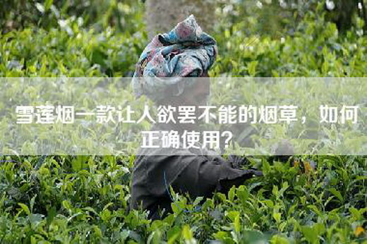 雪莲烟一款让人欲罢不能的烟草，如何正确使用？
