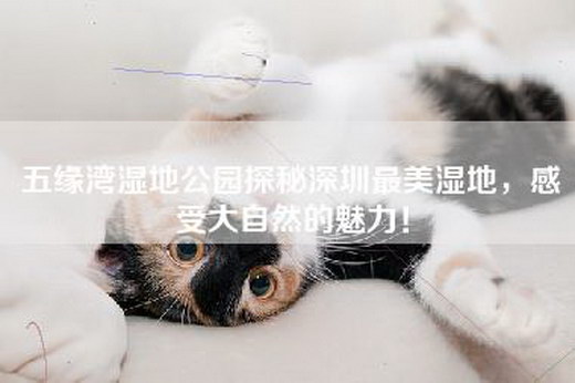 五缘湾湿地公园探秘深圳最美湿地，感受大自然的魅力！
