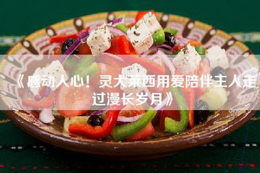 《感动人心！灵犬莱西用爱陪伴主人走过漫长岁月》