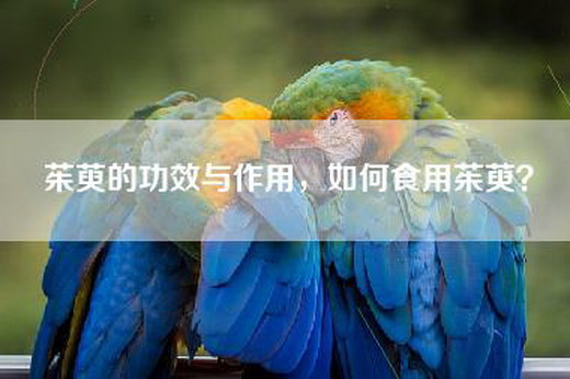 茱萸的功效与作用，如何食用茱萸？