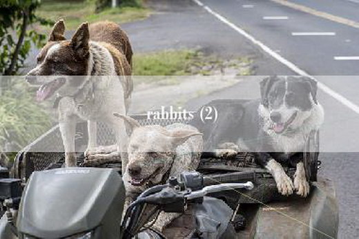 rabbits (2)