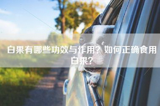 白果有哪些功效与作用？如何正确食用白果？