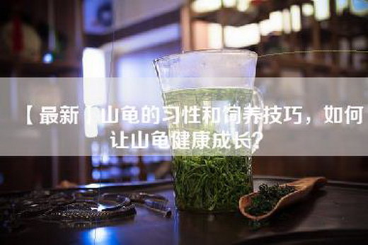 【最新】山龟的习性和饲养技巧，如何让山龟健康成长？