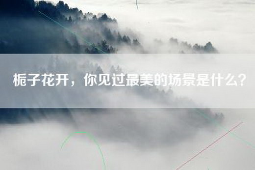 栀子花开，你见过最美的场景是什么？