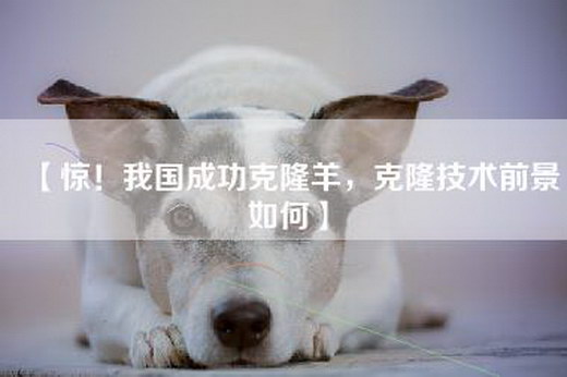 【惊！我国成功克隆羊，克隆技术前景如何】
