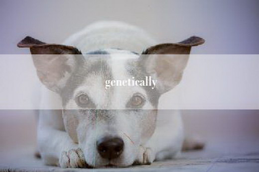 genetically
