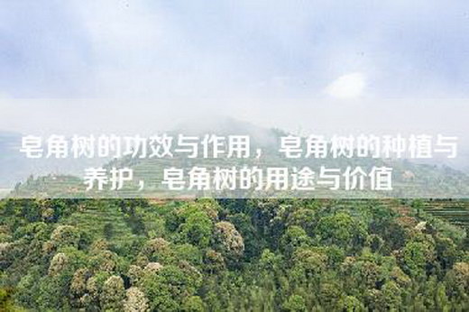 皂角树的功效与作用，皂角树的种植与养护，皂角树的用途与价值