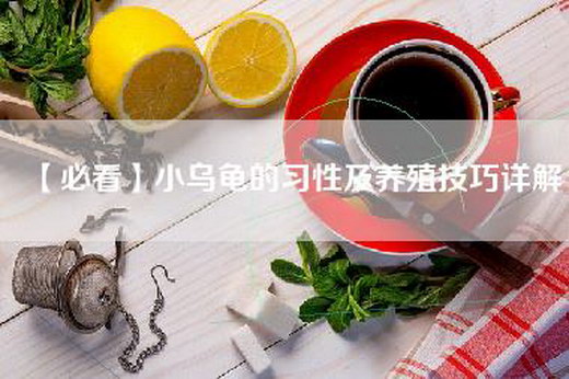【必看】小乌龟的习性及养殖技巧详解