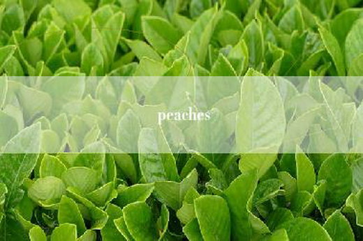 peaches