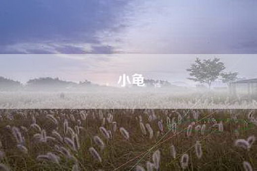 小龟