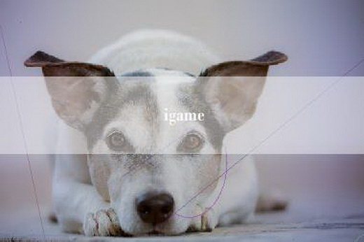 igame