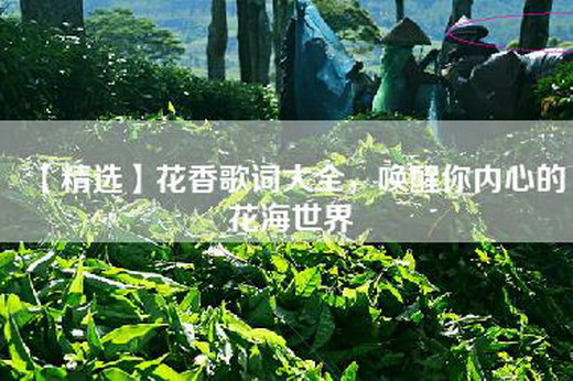 【精选】花香歌词大全，唤醒你内心的花海世界