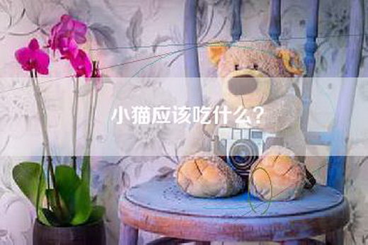 小猫应该吃什么？