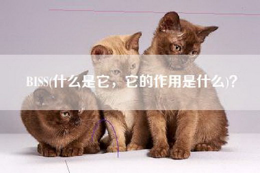 BISS(什么是它，它的作用是什么)？